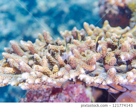 Beautiful table coral and juvenile starfish (family Hawkfish). Nakagi Hirizo Beach, Minamiizu-cho, Kamo-gun, Izu Peninsula, Shizuoka Prefecture 121774143