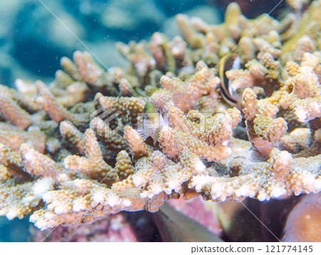 Beautiful table coral and juvenile starfish (family Hawkfish). Nakagi Hirizo Beach, Minamiizu-cho, Kamo-gun, Izu Peninsula, Shizuoka Prefecture 121774145