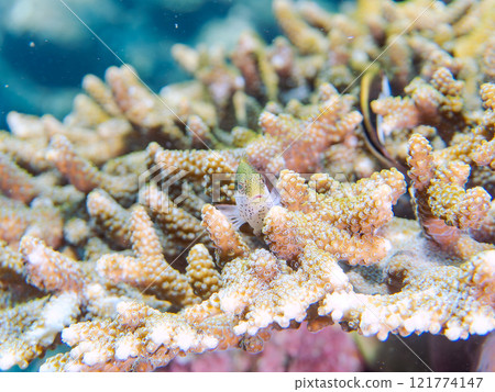 Beautiful table coral and juvenile starfish (family Hawkfish). Nakagi Hirizo Beach, Minamiizu-cho, Kamo-gun, Izu Peninsula, Shizuoka Prefecture 121774147