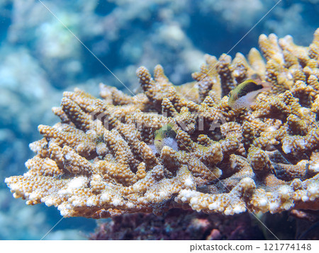 Beautiful table coral and juvenile starfish (family Hawkfish). Nakagi Hirizo Beach, Minamiizu-cho, Kamo-gun, Izu Peninsula, Shizuoka Prefecture 121774148