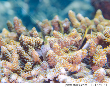 Beautiful table coral and juvenile starfish (family Hawkfish). Nakagi Hirizo Beach, Minamiizu-cho, Kamo-gun, Izu Peninsula, Shizuoka Prefecture 121774151