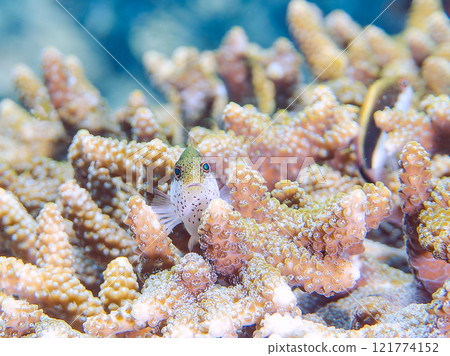 Beautiful table coral and juvenile starfish (family Hawkfish). Nakagi Hirizo Beach, Minamiizu-cho, Kamo-gun, Izu Peninsula, Shizuoka Prefecture 121774152