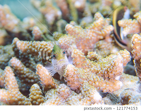 Beautiful table coral and juvenile starfish (family Hawkfish). Nakagi Hirizo Beach, Minamiizu-cho, Kamo-gun, Izu Peninsula, Shizuoka Prefecture Beautiful table coral and juvenile starfish (family Hawkfish). Nakagi Hirizo Beach, Minamiizu-cho, Kamo-gun, Izu Peninsula, Shizuoka Prefecture 121774153