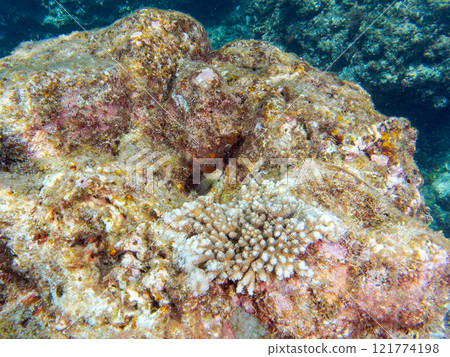 美麗的桌珊瑚、可愛的幼鬃躄魚等等。 靜岡縣伊豆半島加茂郡南伊豆町中木埼浜 121774198