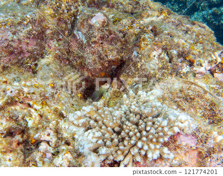 Beautiful table coral and cute juvenile maned frogfish. Nakagi Hirizo Beach, Minamiizu-cho, Kamo-gun, Izu Peninsula, Shizuoka Prefecture 121774201