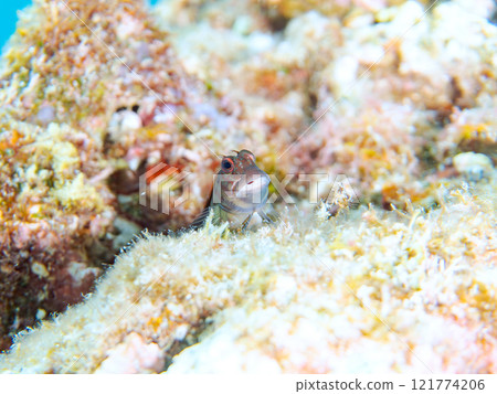 美麗的桌珊瑚、可愛的幼鬃躄魚等等。 靜岡縣伊豆半島加茂郡南伊豆町中木埼浜 美麗的桌珊瑚、可愛的幼鬃躄魚等等。 靜岡縣伊豆半島加茂郡南伊豆町中木埼浜 121774206