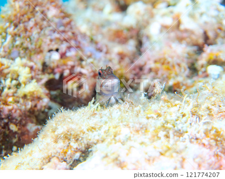 美麗的桌珊瑚、可愛的幼鬃躄魚等等。 靜岡縣伊豆半島加茂郡南伊豆町中木埼浜 美麗的桌珊瑚、可愛的幼鬃躄魚等等。 靜岡縣伊豆半島加茂郡南伊豆町中木埼浜 121774207