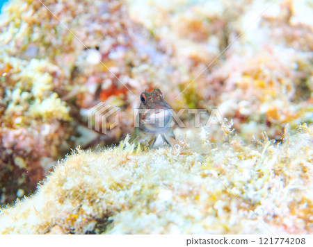 美麗的桌珊瑚、可愛的幼鬃躄魚等等。 靜岡縣伊豆半島加茂郡南伊豆町中木埼浜 美麗的桌珊瑚、可愛的幼鬃躄魚等等。 靜岡縣伊豆半島加茂郡南伊豆町中木埼浜 121774208