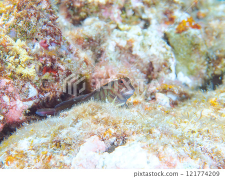 美麗的桌珊瑚、可愛的幼鬃躄魚等等。 靜岡縣伊豆半島加茂郡南伊豆町中木埼浜 美麗的桌珊瑚、可愛的幼鬃躄魚等等。 靜岡縣伊豆半島加茂郡南伊豆町中木埼浜 121774209