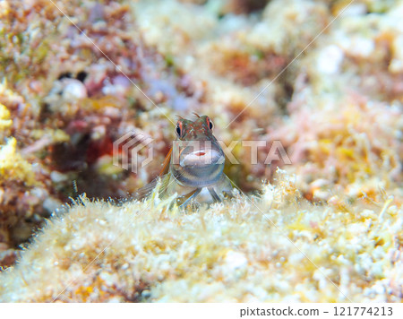 Beautiful table coral and cute juvenile maned frogfish. Nakagi Hirizo Beach, Minamiizu-cho, Kamo-gun, Izu Peninsula, Shizuoka Prefecture 121774213