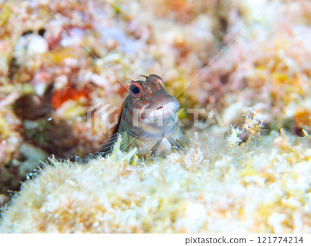Beautiful table coral and cute juvenile maned frogfish. Nakagi Hirizo Beach, Minamiizu-cho, Kamo-gun, Izu Peninsula, Shizuoka Prefecture 121774214