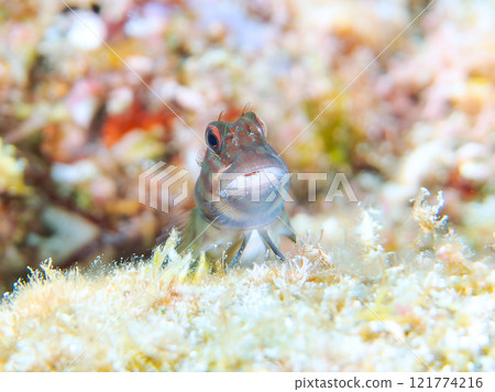 Beautiful table coral and cute juvenile maned frogfish. Nakagi Hirizo Beach, Minamiizu-cho, Kamo-gun, Izu Peninsula, Shizuoka Prefecture 121774216