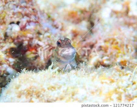 Beautiful table coral and cute juvenile maned frogfish. Nakagi Hirizo Beach, Minamiizu-cho, Kamo-gun, Izu Peninsula, Shizuoka Prefecture Beautiful table coral and cute juvenile maned frogfish. Nakagi Hirizo Beach, Minamiizu-cho, Kamo-gun, Izu Peninsula, Shizuoka Prefecture 121774217