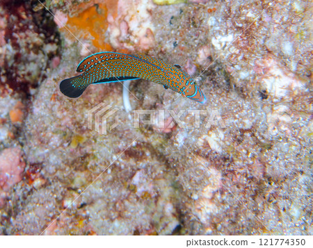 Cute juvenile spotted wrasse (family Labidae) and others. Nakagi Hirizo Beach, Minamiizu-cho, Kamo-gun, Izu Peninsula, Shizuoka Prefecture, 2024 121774350