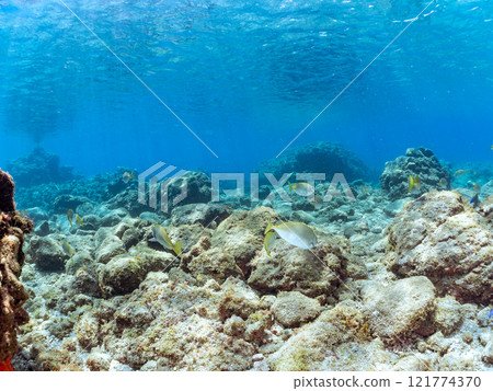 A school of beautiful and large rabbitfish (family Siganidae) and others. Nakagi Hirizo Beach, Minamiizu-cho, Kamo-gun, Izu Peninsula, Shizuoka Prefecture, 2024 A school of beautiful and large rabbitfish (family Siganidae) and others. Nakagi Hirizo Beach, Minamiizu-cho, Kamo-gun, Izu Peninsula, Shizuoka Prefecture, 2024 121774370