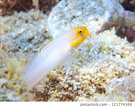 Cute red bee goby (Gobiidae family) and others. Nakagi Hirizo Beach, Minamiizu-cho, Kamo-gun, Izu Peninsula, Shizuoka Prefecture, 2024 121774389