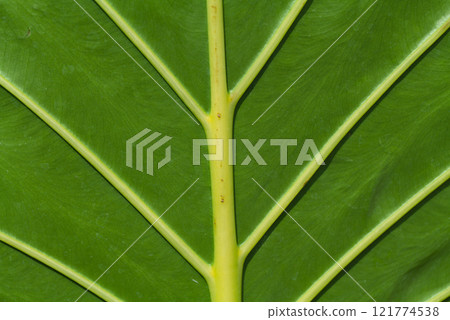 Beautiful dark green leaves pattern background, Alocasia macrorrhizos plant. Green background design 121774538