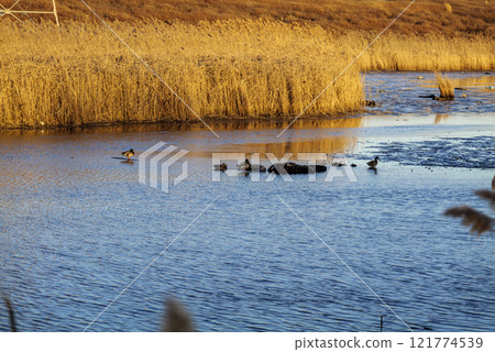 Birds in pond or lake, lake grass behind, car tire thrown into the lake, nature pollution. Birds in pond or lake, lake grass behind, car tire thrown into the lake, nature pollution. 121774539