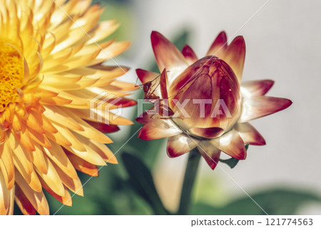 Beautiful flower macro. Orange Ant sitting on Helichrysum bracteatum 121774563