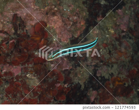 The long blue fish 121774593