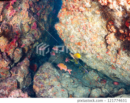 Beautiful schools of tuna, butterflyfish, goatfish, snappers and other fish. Nakagi Hirizo Beach, Minamiizu Town, Kamo District, Izu Peninsula 121774631