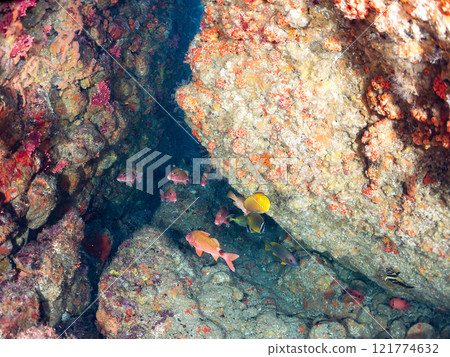 Beautiful schools of tuna, butterflyfish, goatfish, snappers and other fish. Nakagi Hirizo Beach, Minamiizu Town, Kamo District, Izu Peninsula 121774632