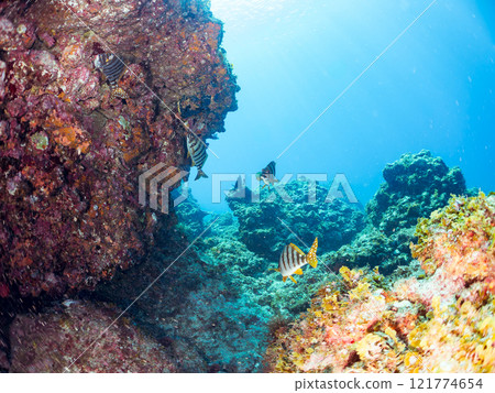 美麗的 Takanohadai(Takanohadidae)和其他動物在水下洞穴中。 靜岡縣伊豆半島加茂郡南伊豆町中木広濱2024 美麗的 Takanohadai(Takanohadidae)和其他動物在水下洞穴中。 靜岡縣伊豆半島加茂郡南伊豆町中木広濱2024 121774654