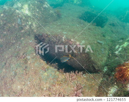 Beautiful underwater cave with the hawkeye (family Acanthodidae) and others. Nakagi Hirizo Beach, Minamiizu-cho, Kamo-gun, Izu Peninsula, Shizuoka Prefecture 2024 121774655