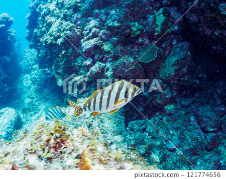 美麗的 Takanohadai(Takanohadidae)和其他動物在水下洞穴中。 靜岡縣伊豆半島加茂郡南伊豆町中木広濱2024 美麗的 Takanohadai(Takanohadidae)和其他動物在水下洞穴中。 靜岡縣伊豆半島加茂郡南伊豆町中木広濱2024 121774656