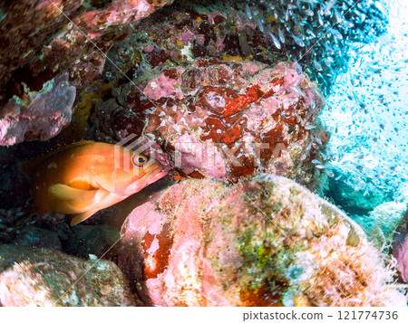A beautiful school of young black spotted rockfish and a large red spotted grouper feeding on them and protecting them. Nakagi Hirizo Beach A beautiful school of young black spotted rockfish and a large red spotted grouper feeding on them and protecting them. Nakagi Hirizo Beach 121774736