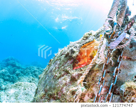 A beautiful school of young black spotted rockfish and a large red spotted grouper feeding on them and protecting them. Nakagi Hirizo Beach A beautiful school of young black spotted rockfish and a large red spotted grouper feeding on them and protecting them. Nakagi Hirizo Beach 121774747