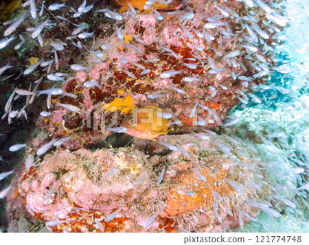 A beautiful school of young black spotted rockfish and a large red spotted grouper feeding on them and protecting them. Nakagi Hirizo Beach A beautiful school of young black spotted rockfish and a large red spotted grouper feeding on them and protecting them. Nakagi Hirizo Beach 121774748