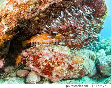 A beautiful school of young black spotted rockfish and a large red spotted grouper feeding on them and protecting them. Nakagi Hirizo Beach A beautiful school of young black spotted rockfish and a large red spotted grouper feeding on them and protecting them. Nakagi Hirizo Beach 121774749