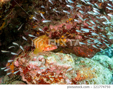 A beautiful school of young black spotted rockfish and a large red spotted grouper feeding on them and protecting them. Nakagi Hirizo Beach A beautiful school of young black spotted rockfish and a large red spotted grouper feeding on them and protecting them. Nakagi Hirizo Beach 121774750