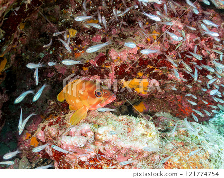 A beautiful school of young black spotted rockfish and a large red spotted grouper feeding on them and protecting them. Nakagi Hirizo Beach A beautiful school of young black spotted rockfish and a large red spotted grouper feeding on them and protecting them. Nakagi Hirizo Beach 121774754