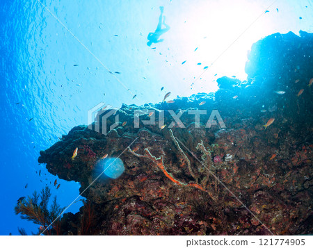 A school of anthias, blue-green damselfish and other fish at the drop-off. Skin divers are also swimming on the surface. Hirizo Beach 121774905