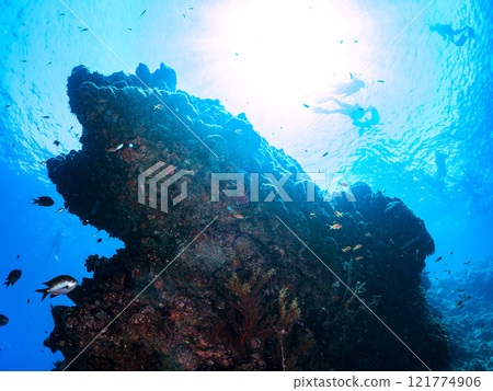 瀑布上的金魚、雀鯛和其他魚也在水面上游泳。 希里佐海灘 121774906