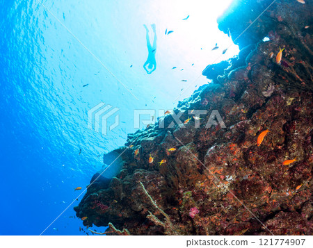 A school of anthias, blue-green damselfish and other fish at the drop-off. Skin divers are also swimming on the surface. Hirizo Beach 121774907