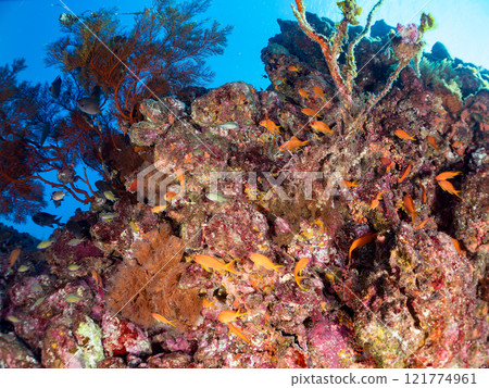 A drop-off of goldfish anthias, yellow spotted damselfish, blue-green damselfish and other fish at Nakagi Hirizo Beach, Minamiizu Town, Kamo District. 121774961