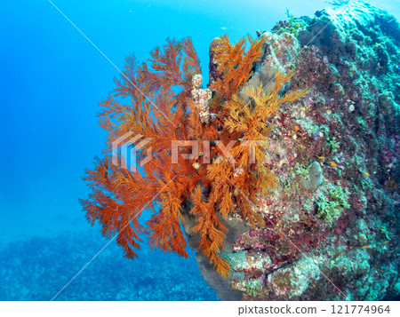 A drop-off of goldfish anthias, yellow spotted damselfish, blue-green damselfish and other fish at Nakagi Hirizo Beach, Minamiizu Town, Kamo District. A drop-off of goldfish anthias, yellow spotted damselfish, blue-green damselfish and other fish at Nakagi Hirizo Beach, Minamiizu Town, Kamo District. 121774964