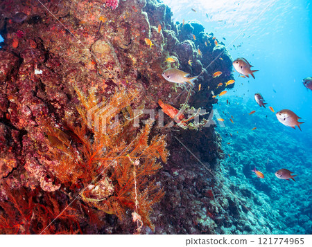 A drop-off of goldfish anthias, yellow spotted damselfish, blue-green damselfish and other fish at Nakagi Hirizo Beach, Minamiizu Town, Kamo District. A drop-off of goldfish anthias, yellow spotted damselfish, blue-green damselfish and other fish at Nakagi Hirizo Beach, Minamiizu Town, Kamo District. 121774965