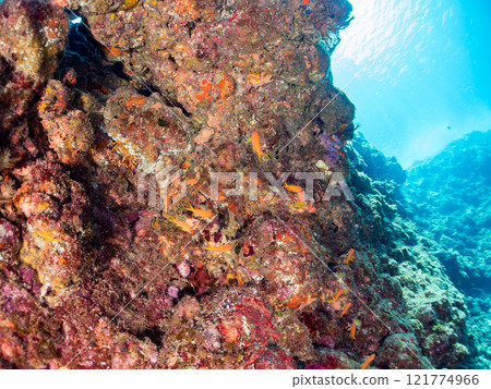 放出金鰭雀鯛、黃雀鯛、索拉斯雀鯛等魚群 加茂區南伊豆町中木埼三海水浴場 121774966