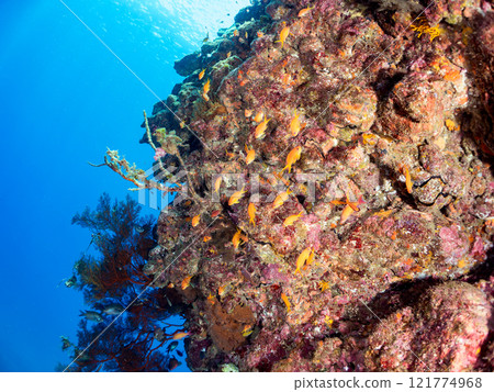 A drop-off of goldfish anthias, yellow spotted damselfish, blue-green damselfish and other fish at Nakagi Hirizo Beach, Minamiizu Town, Kamo District. 121774968