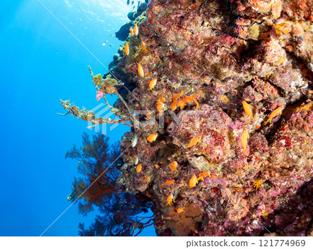 A drop-off of goldfish anthias, yellow spotted damselfish, blue-green damselfish and other fish at Nakagi Hirizo Beach, Minamiizu Town, Kamo District. 121774969