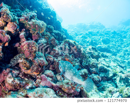 A drop-off of goldfish anthias, yellow spotted damselfish, blue-green damselfish and other fish at Nakagi Hirizo Beach, Minamiizu Town, Kamo District. 121774970
