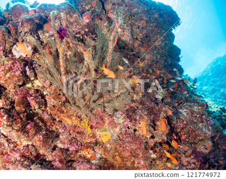 A drop-off of goldfish anthias, yellow spotted damselfish, blue-green damselfish and other fish at Nakagi Hirizo Beach, Minamiizu Town, Kamo District. 121774972