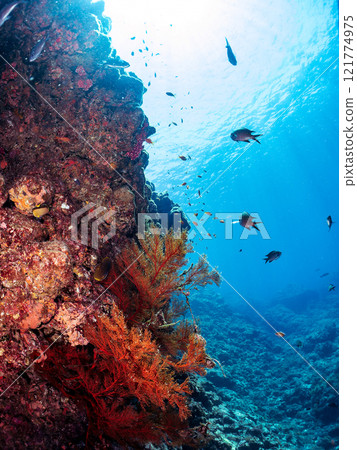 放出金鰭雀鯛、黃雀鯛、索拉斯雀鯛等魚群 加茂區南伊豆町中木埼三海水浴場 放出金鰭雀鯛、黃雀鯛、索拉斯雀鯛等魚群 加茂區南伊豆町中木埼三海水浴場 121774975