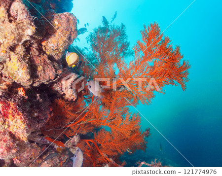 放出金鰭雀鯛、黃雀鯛、索拉斯雀鯛等魚群 加茂區南伊豆町中木埼三海水浴場 121774976