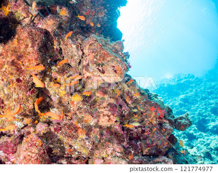 放出金鰭雀鯛、黃雀鯛、索拉斯雀鯛等魚群 加茂區南伊豆町中木埼三海水浴場 放出金鰭雀鯛、黃雀鯛、索拉斯雀鯛等魚群 加茂區南伊豆町中木埼三海水浴場 121774977