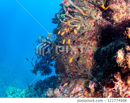 A drop-off of goldfish anthias, yellow spotted damselfish, blue-green damselfish and other fish at Nakagi Hirizo Beach, Minamiizu Town, Kamo District. 121774986